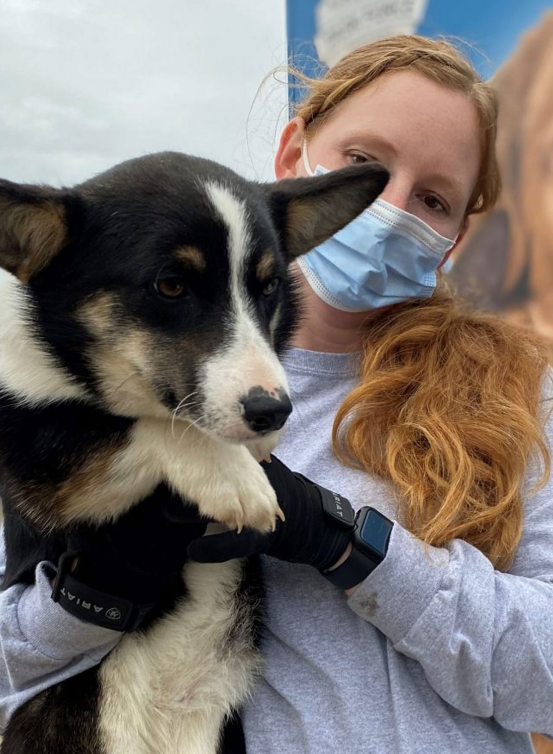 dog-rescue